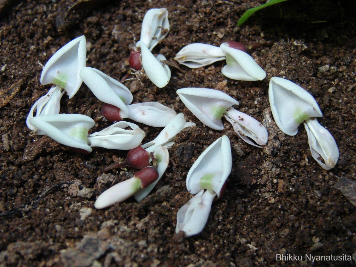 Derris canarensis (Dalzell) Baker